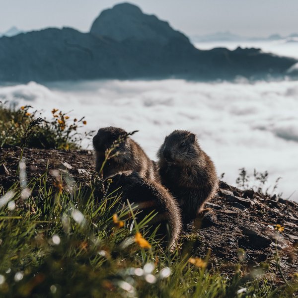 Active holidays in South Tyrol – ready for pure nature? Three marmots on a mountain meadow with fog and mountains in the background
