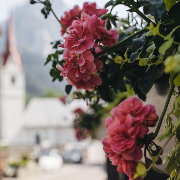 Meteo all’Alpe di Siusi? Soleggiato! Primo piano di fiori rosa con sfondo sfocato del villaggio