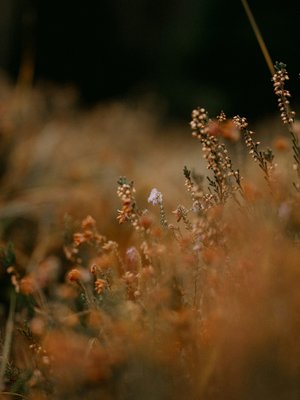 Luxus für die Seele im Kurzurlaub in Südtirol Nahaufnahme von braunen und orangefarbenen Blumen mit unscharfem Hintergrund