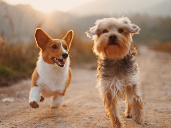 Entspannender Urlaub im Hotel: mit Hund auf die Seiser Alm Zwei Hunde laufen bei Sonnenuntergang auf einem Waldweg