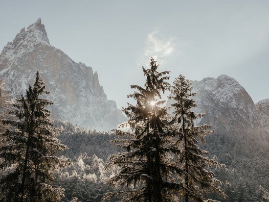 Kraftorte in Südtirol Sonnendurchflutete Tannen vor verschneiten Bergen im Winter