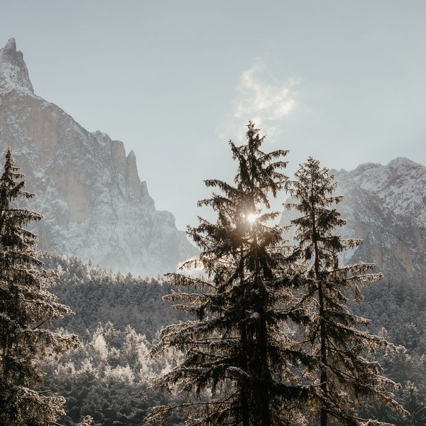 Settimana bianca sulle Dolomiti, al Sensoria Dolomites Abeti innevati con sole e montagne innevate sullo sfondo