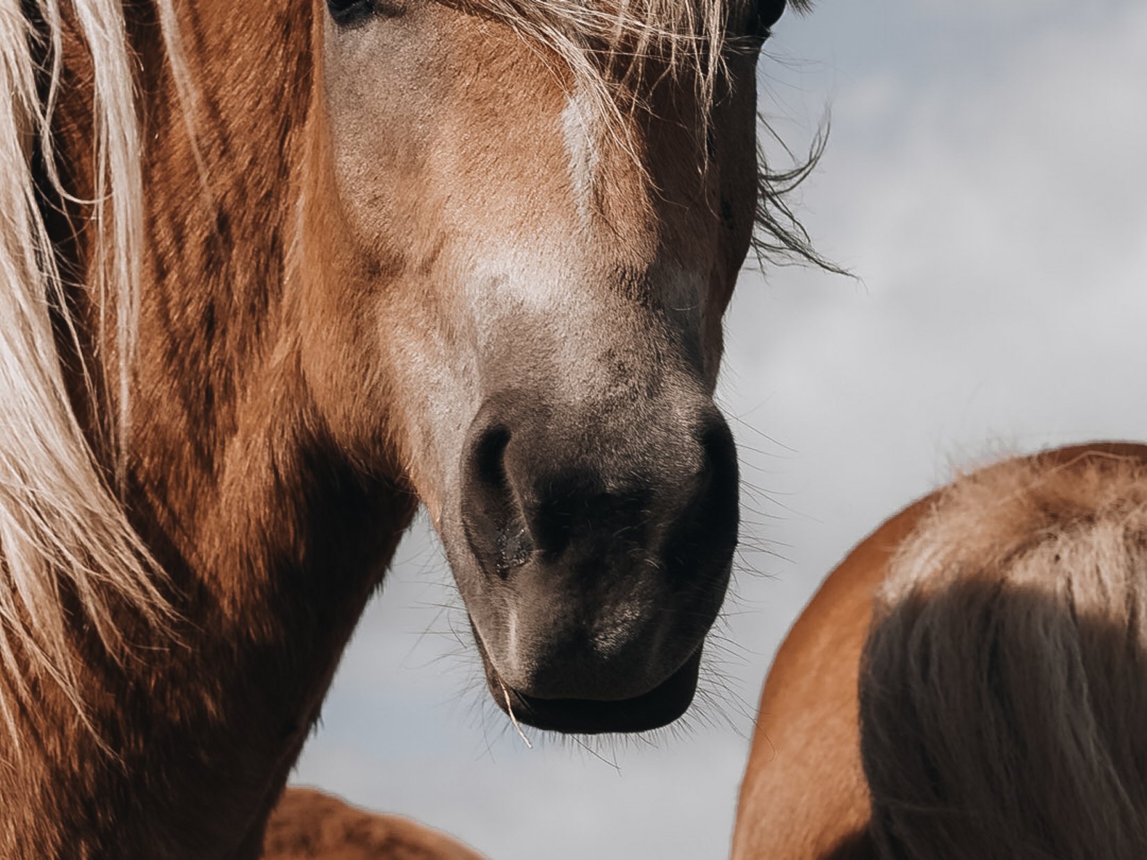Offers – holidays in the Dolomites UNESCO World Heritage Close-up of a brown horse with light mane against a cloudy sky