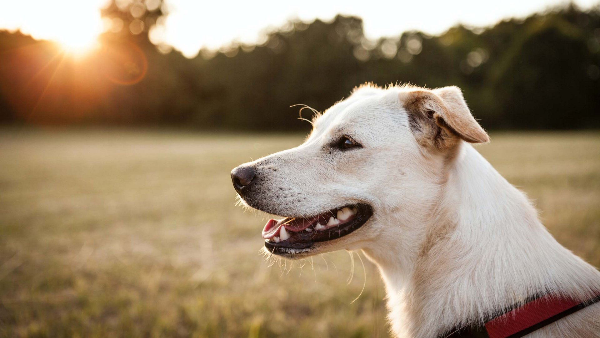 Entspannender Urlaub im Hotel: mit Hund auf die Seiser Alm