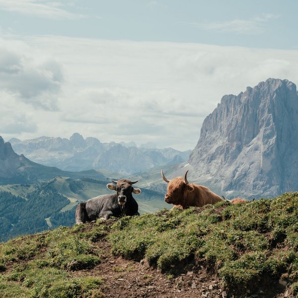 Active holidays in South Tyrol – ready for pure nature? Two cows lying on green hillside with mountains in the background