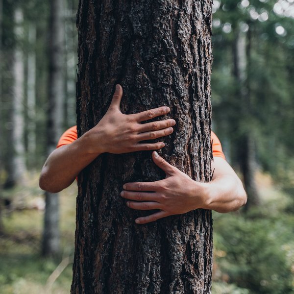 Active holidays in South Tyrol – ready for pure nature? Person hugging a large tree in the forest