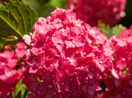 Offers – holidays in the Dolomites UNESCO World Heritage Close-up of bright pink hydrangea flowers with green leaves
