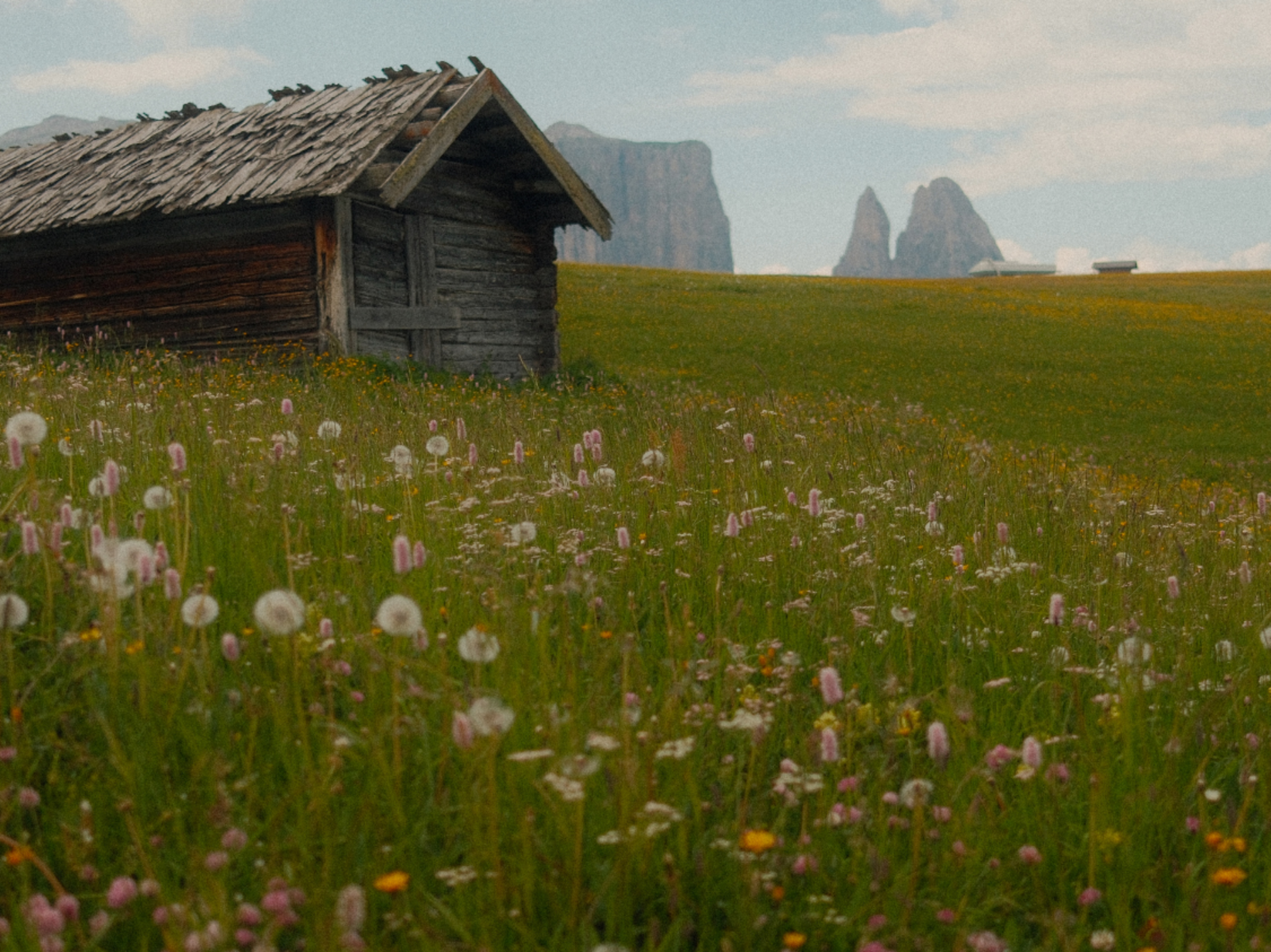 Offers – holidays in the Dolomites UNESCO World Heritage Old wooden hut in a blooming meadow with mountains in the background